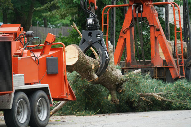 Best Professional Tree Care  in Trafford, PA